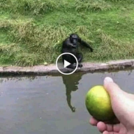 Autopsie