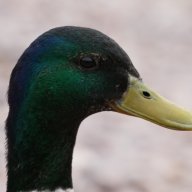 BONI